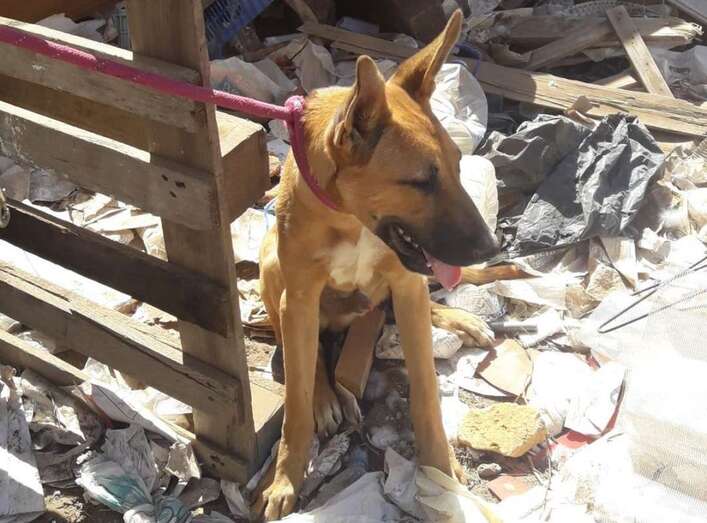 Perro hallado en la finca (Foto TA)